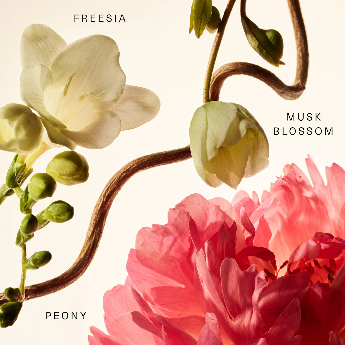 Floral Peony Blossom Rare Fragrance Layering Balm